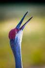 A sandhill crane calls out with a loud bugle-like voice. Art Print
